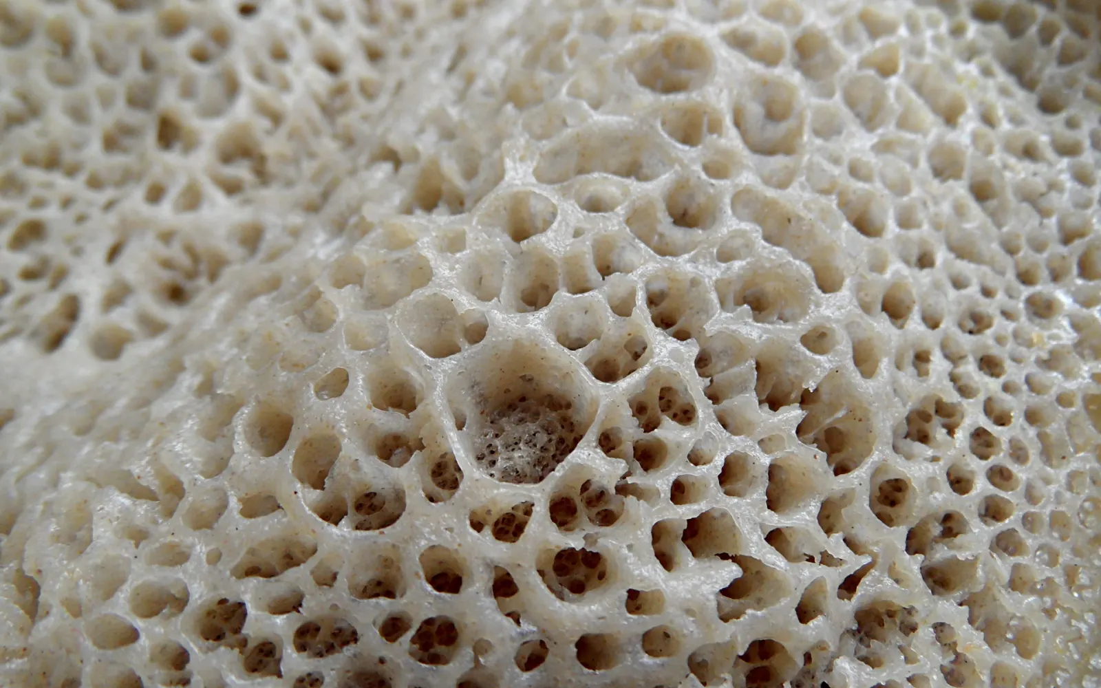 Close-up of the spongy, bubbled surface of injera
